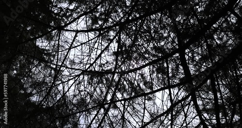 evergreen trees or in early spring, green needles on the branches of an ordinary spruce in the spring season