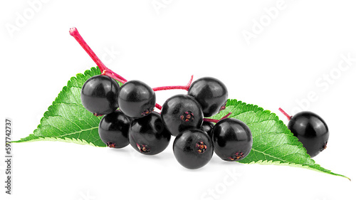 Ripe black elderberry or Elder with green leaves isolated on a white background. Sambucus. European black elder plant.
