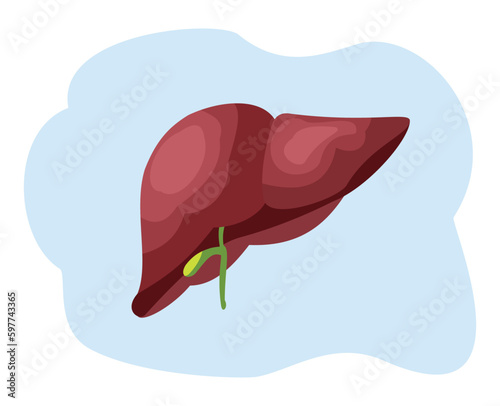 illustration of human liver organ. liver organ vector flat design