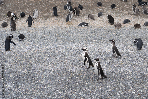 Island of Penguins in the Beagle Channel, Ushuaia, Argentina