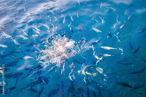 Wall Mural Schooling fish on the surface of the water being fed at the tourist stop for a s