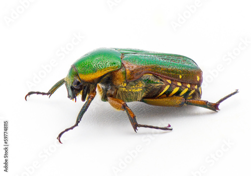 Green scarab beetle - Euphoria limbalis - extreme detail closeup isolated on white background side profile view