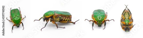 Green scarab beetle - Euphoria limbalis - extreme detail closeup isolated on white background side four views