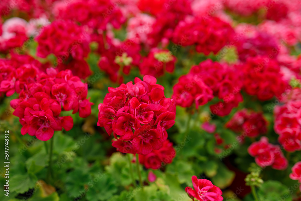 Close-up of red geranium flowers in a greenhouse Close-up of red geranium flowers in a greenhouse