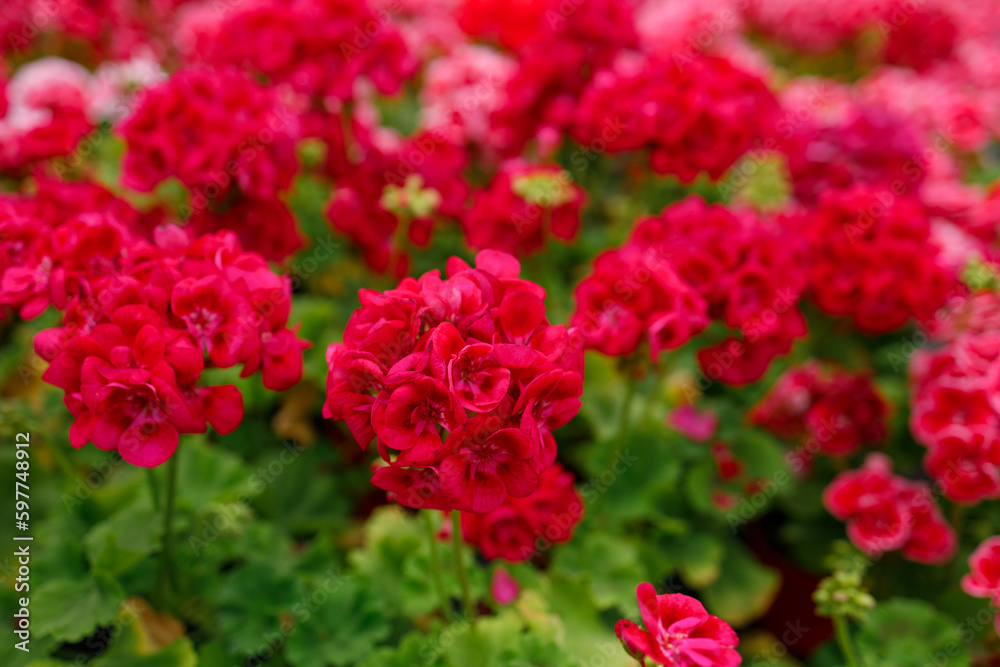 Close-up of red geranium flowers in a greenhouse