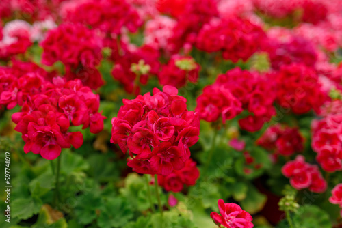 Close-up of red geranium flowers in a greenhouse photo