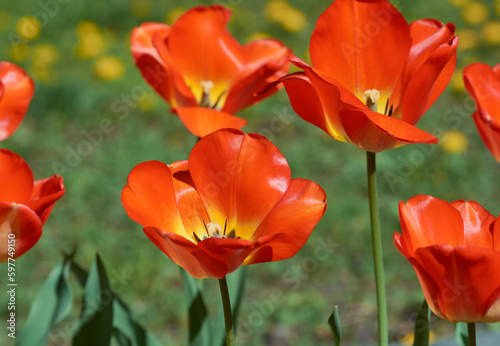 Red tulips bloom in spring