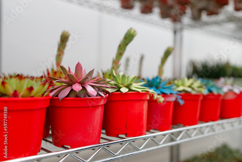 Rows with colorful cacti in red pots on a flower shop shelf. Potted plant business