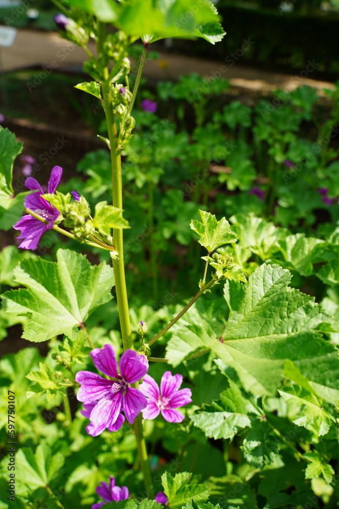 植物園、花、東京、日本、野外、空、青空、雲、花、5月、春、植物、自然、ジャパン、スプリング、ウスベニアオイ、紫、花、アオイ、