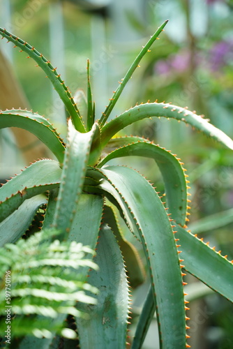 植物園、花、東京、日本、野外、空、青空、雲、花、5月、春、植物、自然、ジャパン、スプリング、アロエ、アロエアフリカーナ、アフリカーナ、aloe、africana、mill、