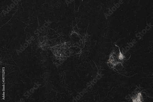 Fotografie Animal white wool on black clothes background texture