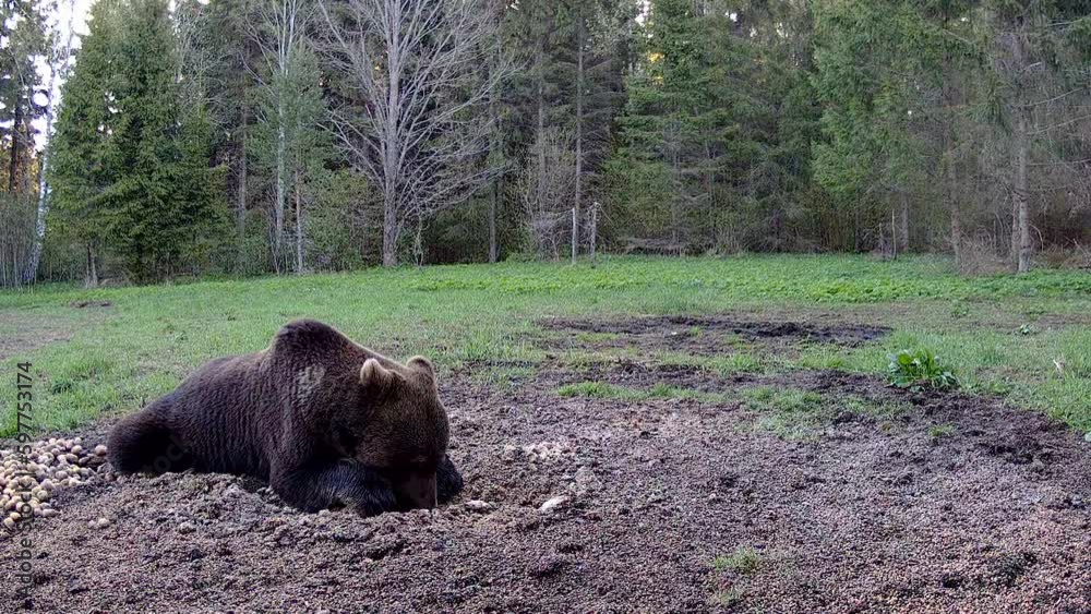 The brown bear digging the soil on the ground then stands up and walk away trail camera in Estonia
