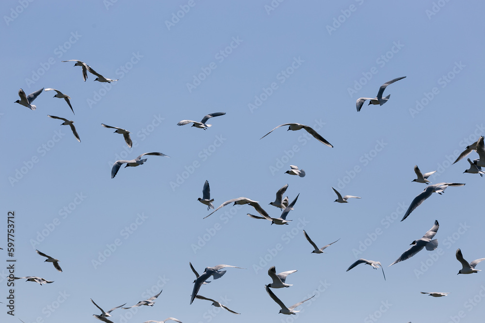 big group of white grey gulls flying in the blue sky