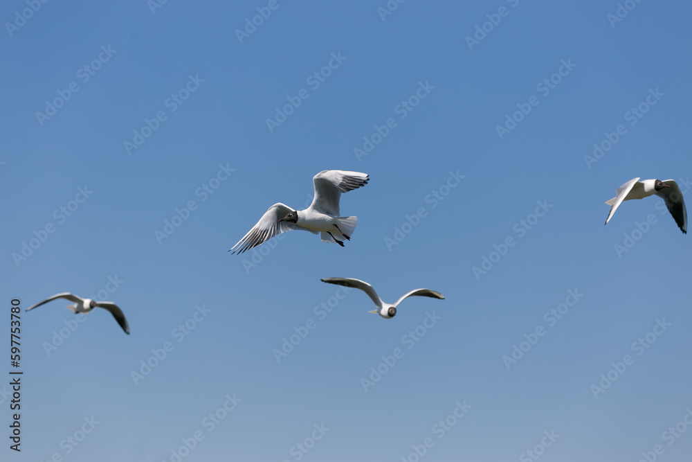 Two black-headed gulls flying next to each other Two black-headed gulls flying next to each other