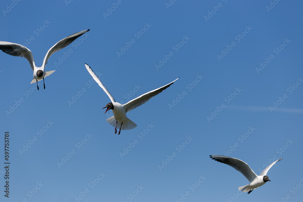 Black-headed gull flying and screaming at other bird Black-headed gull flying and screaming at other bird