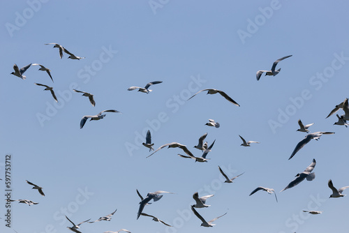 big group of white grey gulls flying in the blue sky © madame_fayn