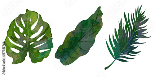 Set of tropical leaves, leaves with texture,. Elements for design	
