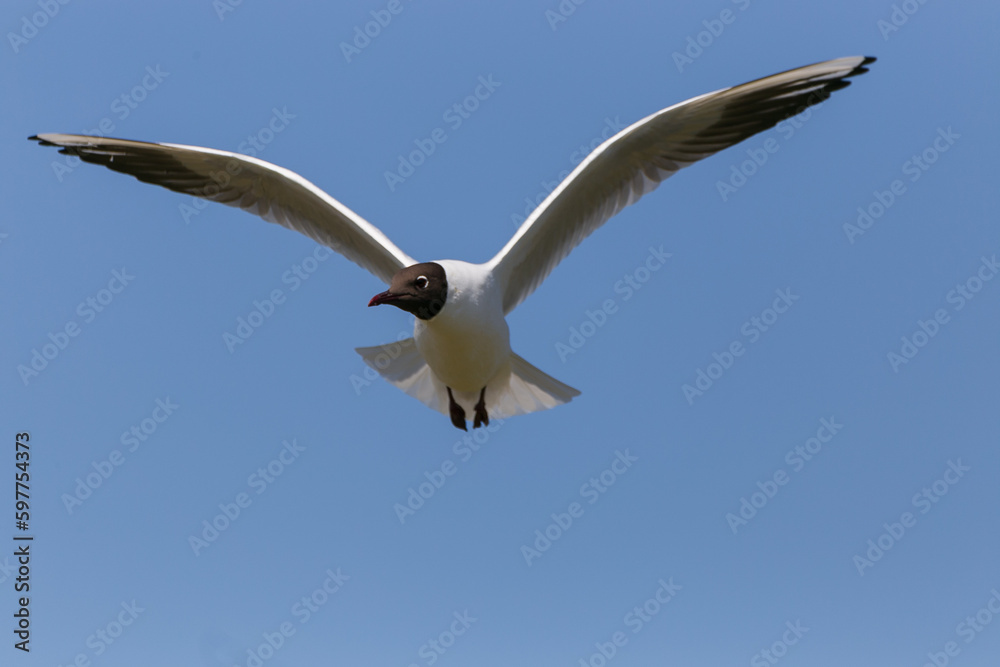 Flying black-headed gull with open wings Flying black-headed gull with open wings