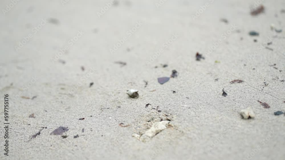 	砂浜を移動するヤドカリ