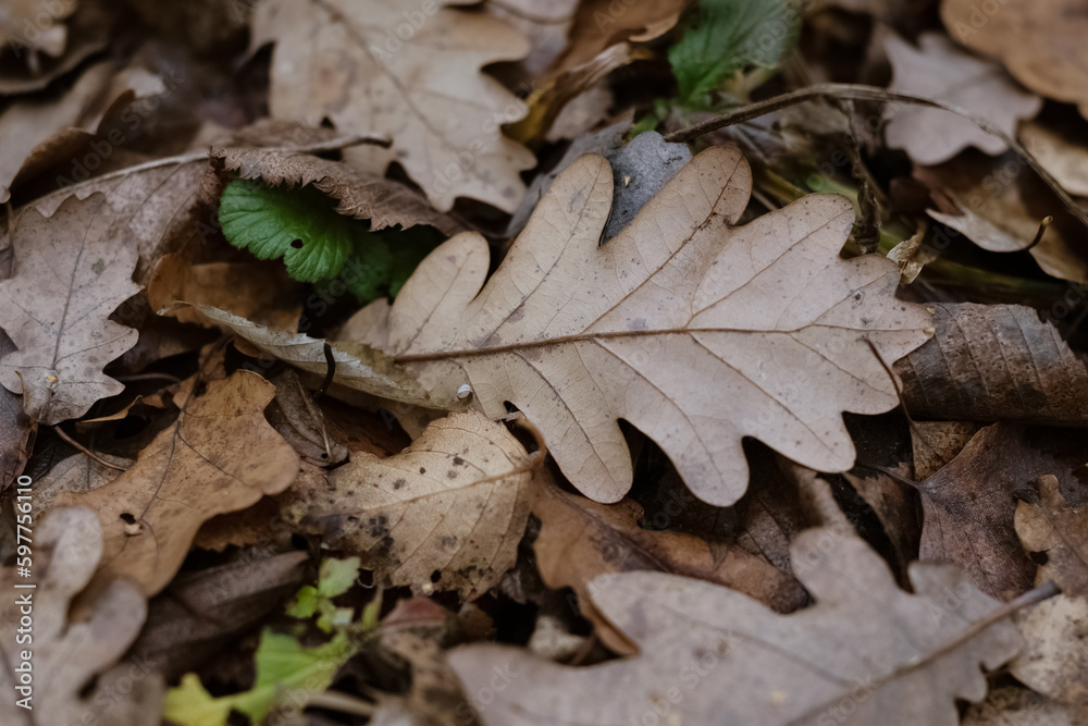 gried oak leaf on ground autumn pattern background gried oak leaf on ground autumn pattern background
