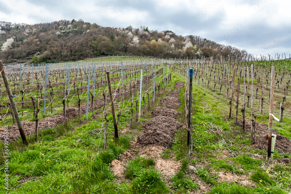 Ahr wine region is one of the smallest wine-making zones in the north of Germany, where vineyards stretch over 25 kilometres along the Ahr River.