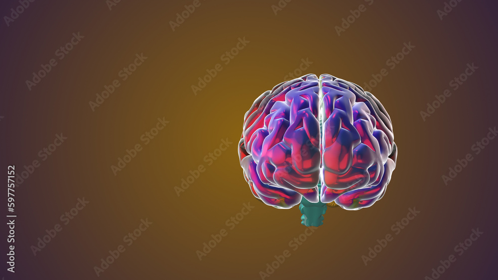 Computer model of a human brain Computer model of a human brain