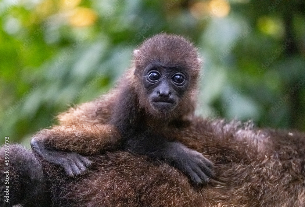 Naklejka premium Howler monkey