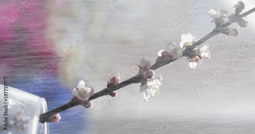Cherry blossom branches in the rain