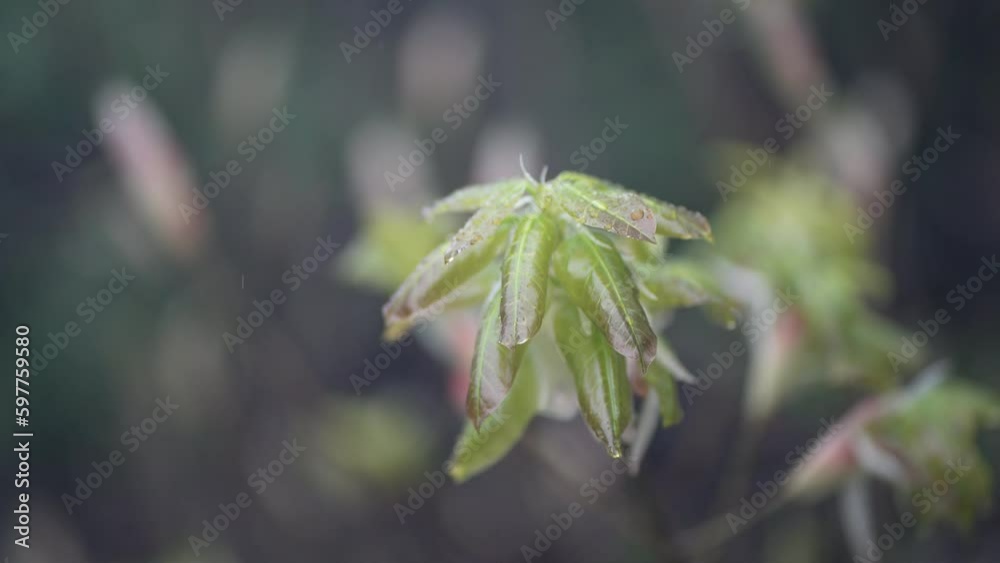 雨で濡れた葉が風で揺れる様子 雨で濡れた葉が風で揺れる様子