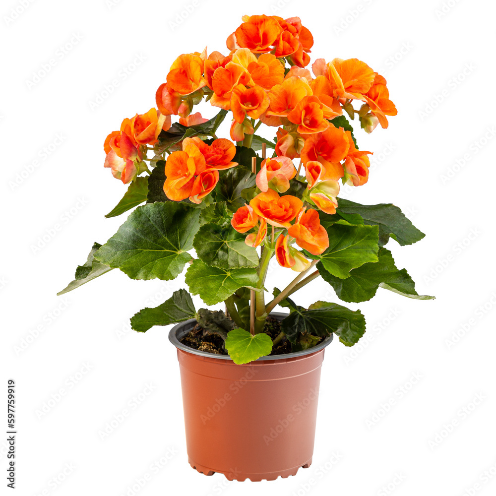 Orange begonia flower in a brown pot - obrazy, fototapety, plakaty 