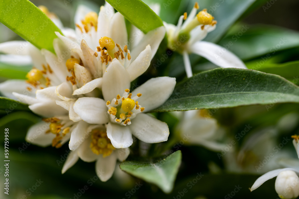 Obraz premium Orange flowers