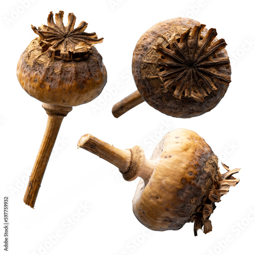 Obraz na plátně Dried poppy heads, pod with seeds