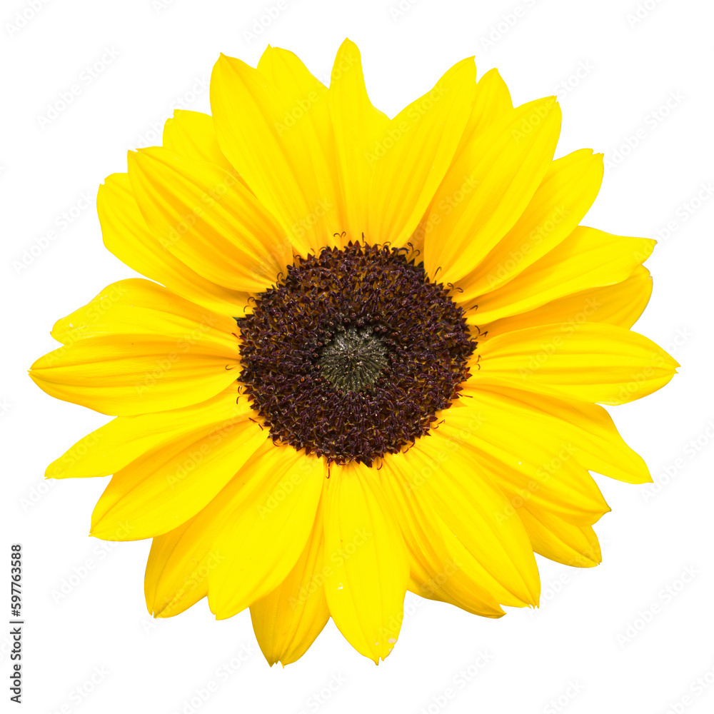 Fototapeta premium Sonnenblume. Isolierter Hintergrund. Freigestelltes Bild von einer gelben Sonnenblume. Hintergrund für Tapeten, Einladungen, Leinwandbilder, Grußkarten etc.
