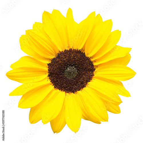Sonnenblume. Isolierter Hintergrund. Freigestelltes Bild von einer gelben Sonnenblume. Hintergrund für Tapeten, Einladungen, Leinwandbilder, Grußkarten etc.