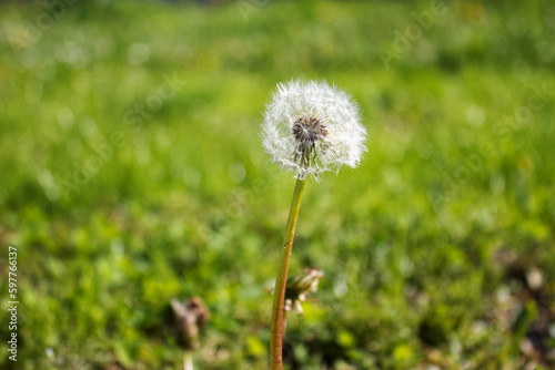 White dandelion with ripe seeds.