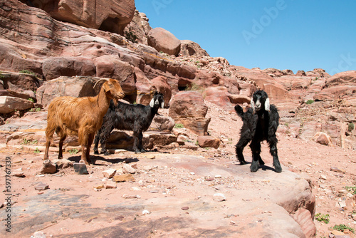 free roaming goats above the street of Facades in Petra, Jordan photo