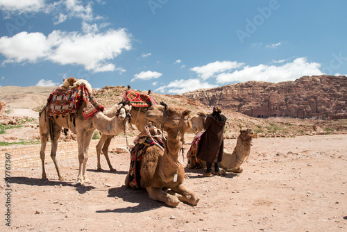 camels on the Colonnaded street, Petra, Jordan © Hodossy