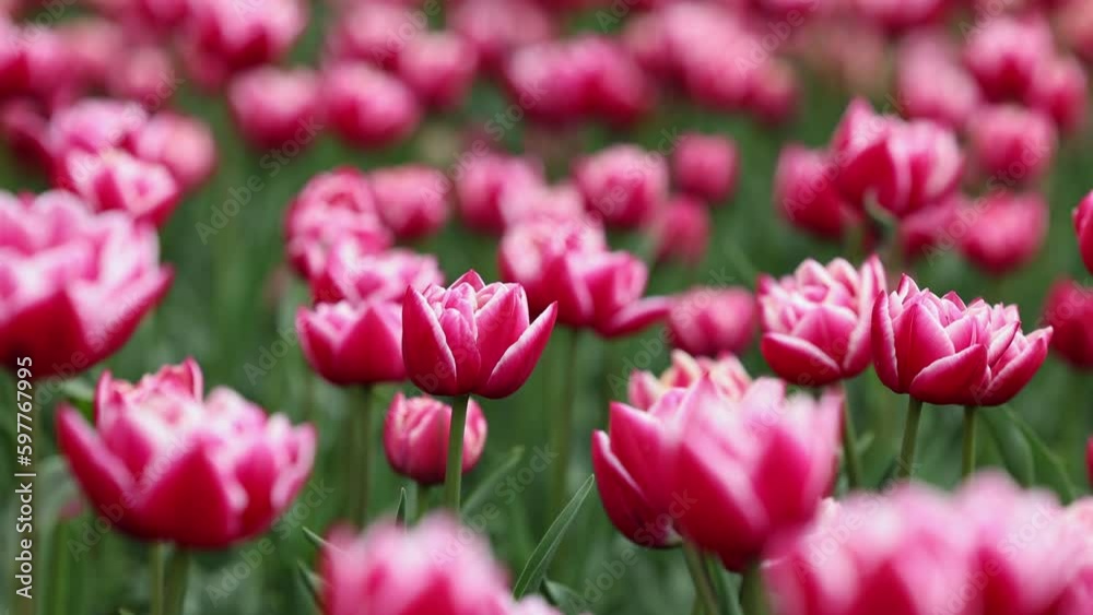 Beautiful bright colorful Spring tulips. Field of tulips. Tulip flowers blooming in the garden. Panning over many tulips in a field in spring. Colorful field of flowers in nature Beautiful bright colorful Spring tulips. Field of tulips. Tulip flowers blooming in the garden. Panning over many tulips in a field in spring. Colorful field of flowers in nature