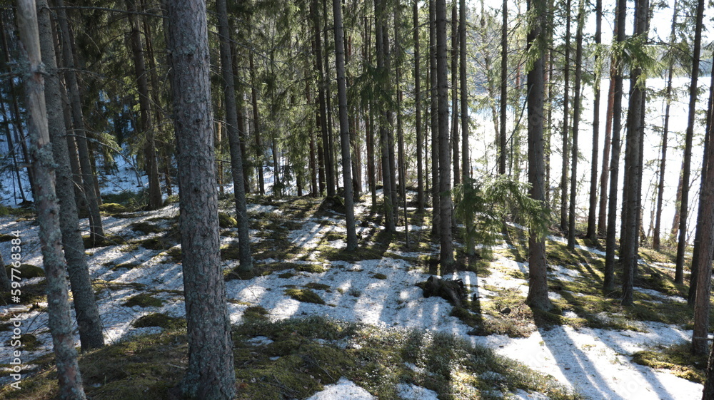 Fototapeta premium Landscape. Spring April forest with snow nearly melted