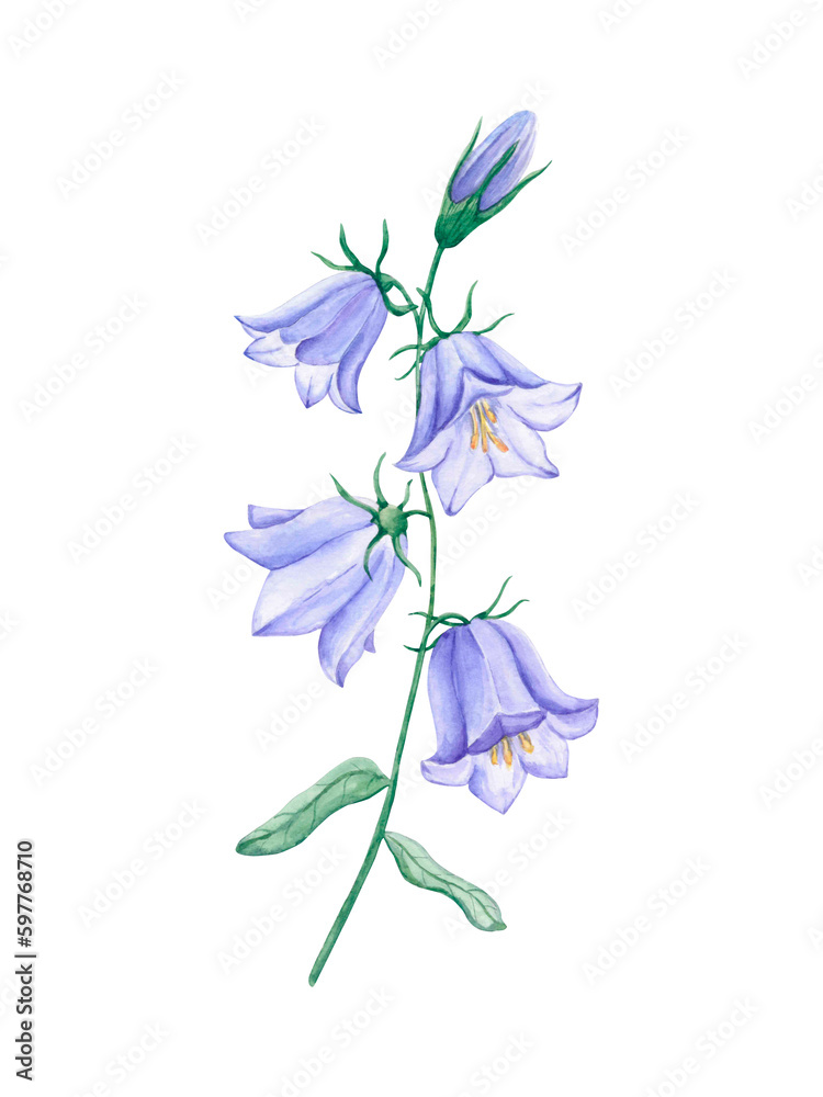 Blue bellflower in bloom. Watercolor wildflower on green stem with leaves. Hand-drawn illustration in watercolor, isolated.
