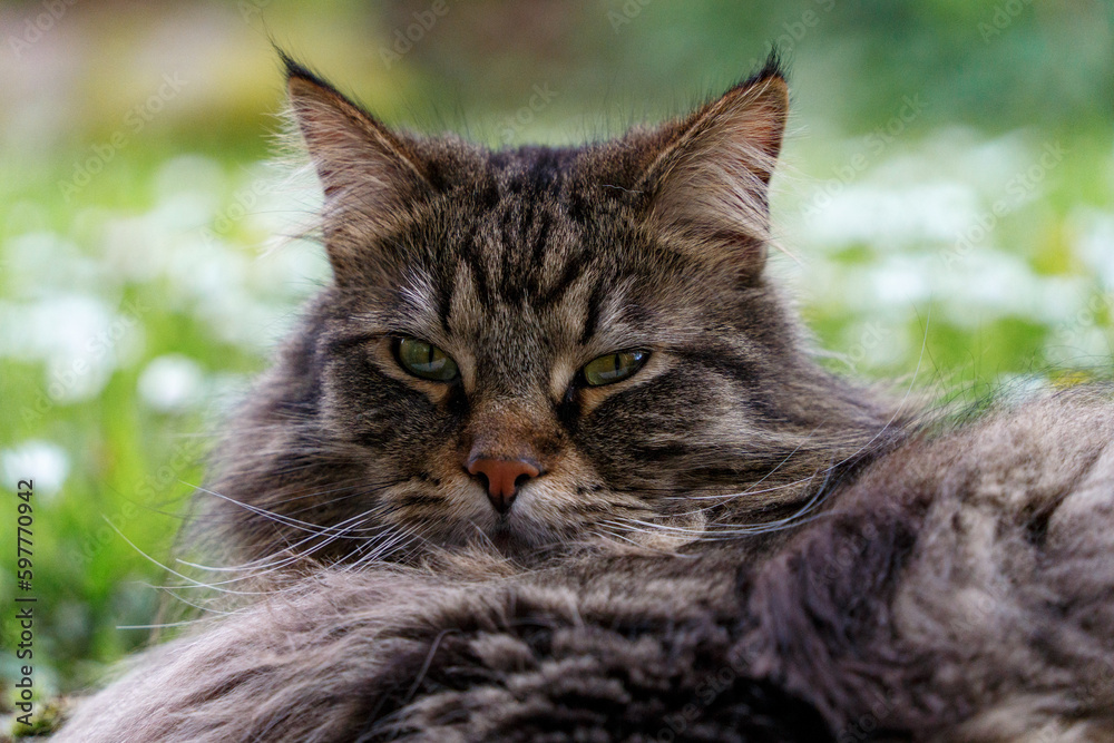 Katzenaugen Katzenaugen