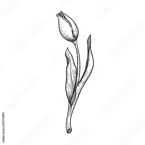 Hand drawn sketch style tulip flower. Black and white with pen and ink illustration. Best for invitations, greeting cards. Vector illustration.