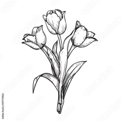 Hand drawn sketch style tulip flowers bouquet. Black and white pen and ink drawing. Best for invitations  greeting cards. Vector illustration.