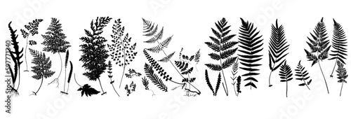 fern silhouette set