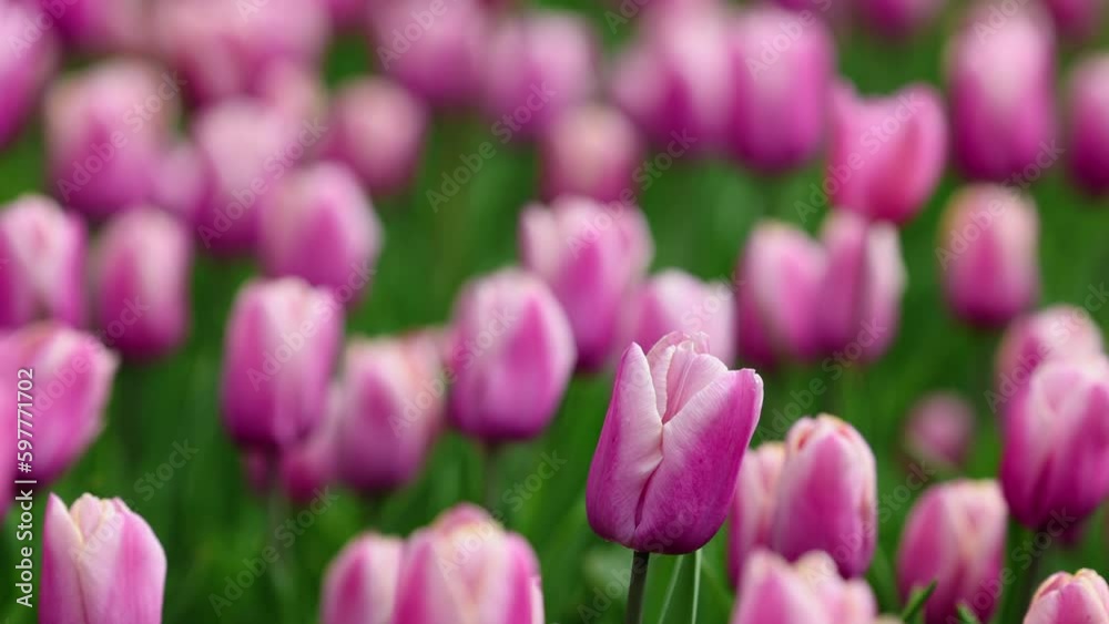 Beautiful bright colorful pink Spring tulips. Field of tulips. Tulip flowers blooming in the garden. Panning over many tulips in a field in spring. Colorful field of flowers in nature Beautiful bright colorful pink Spring tulips. Field of tulips. Tulip flowers blooming in the garden. Panning over many tulips in a field in spring. Colorful field of flowers in nature