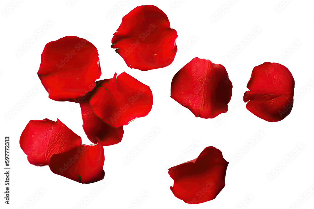 red rose flower petals isolated against a transparent background for use with love and romantic image designs red rose flower petals isolated against a transparent background for use with love and romantic image designs