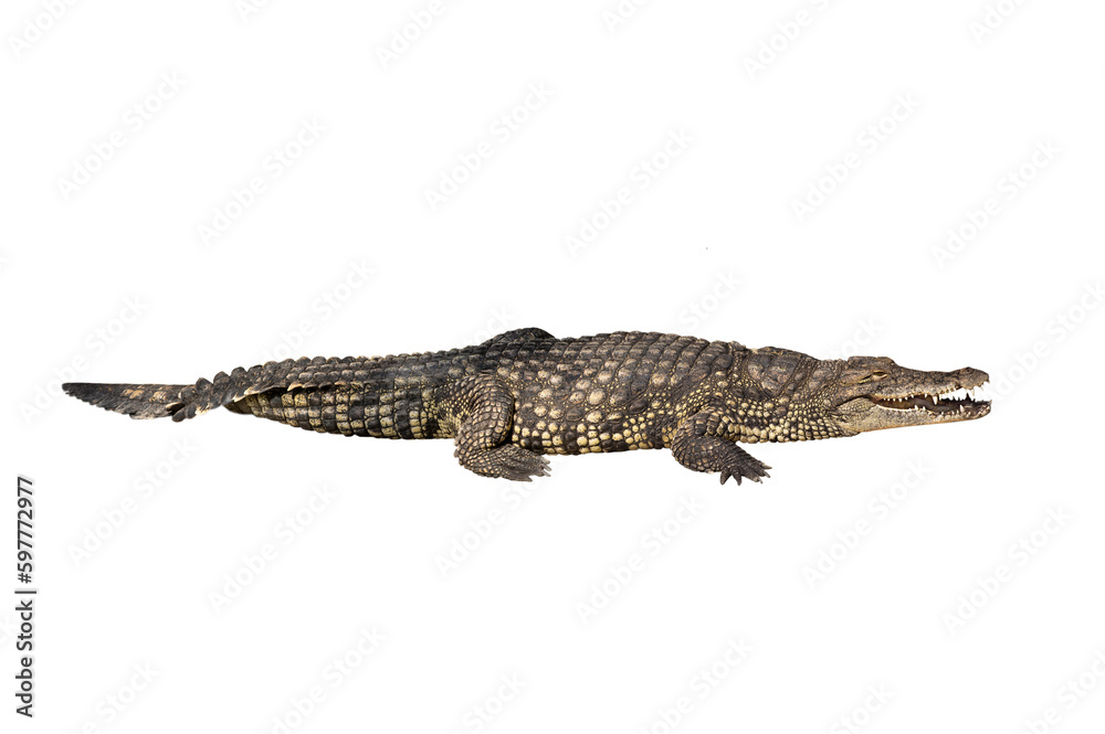 nile crocodile isolated on white background nile crocodile isolated on white background