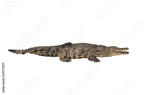 nile crocodile isolated on white background