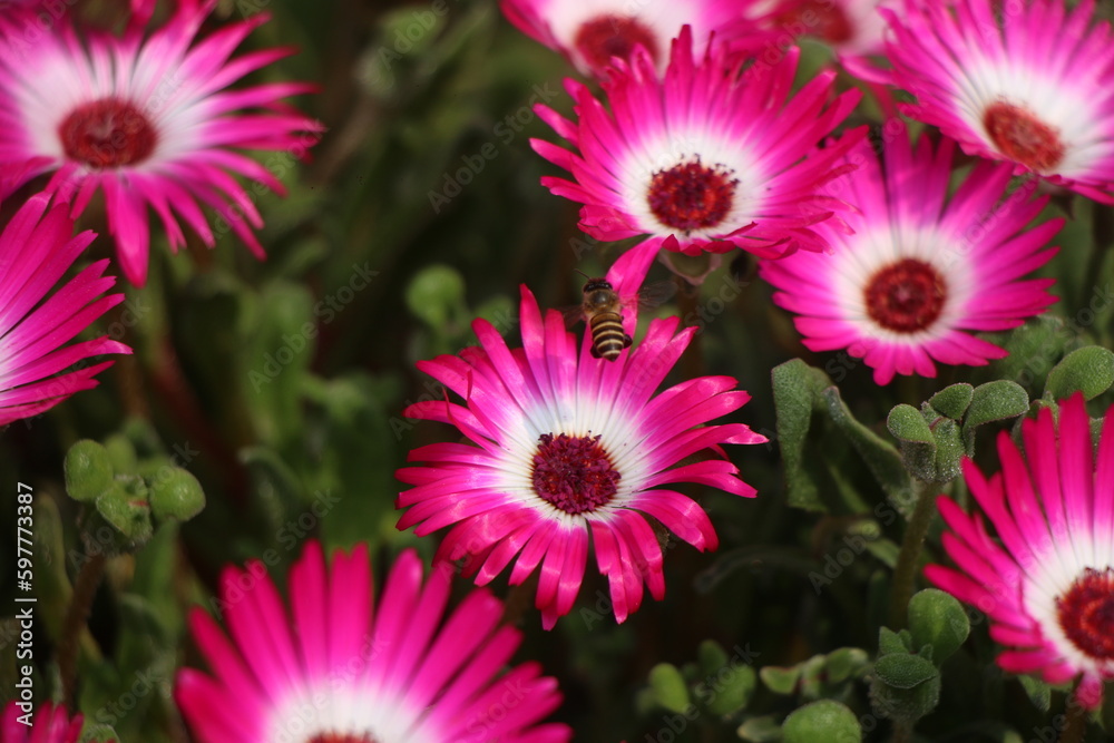 Fototapeta premium Many beautiful flower gardens attract everyone