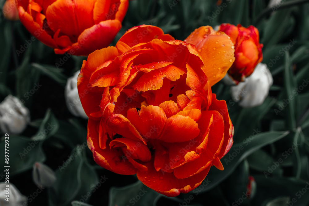 Fototapeta premium red and yellow tulips